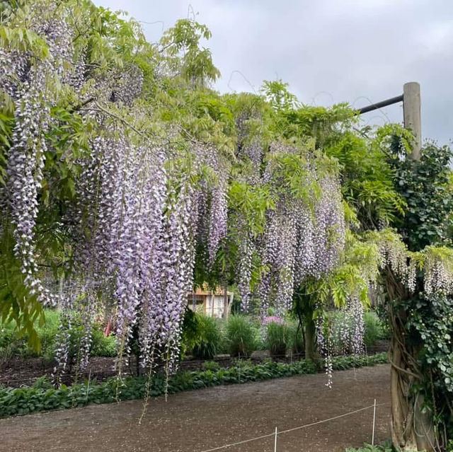  Alowyn Gardens: A Floral Paradise in Yarra Glen 