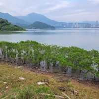 Traverse the Scenic Wonders of Nam Chung on the Wilson Trail