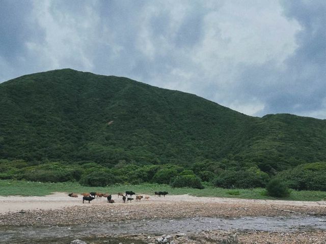 綠草如茵眼前是藍色的海洋-塔門島的絕美風景