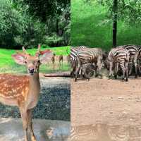 輕鬆又治癒的北京野生動物園。