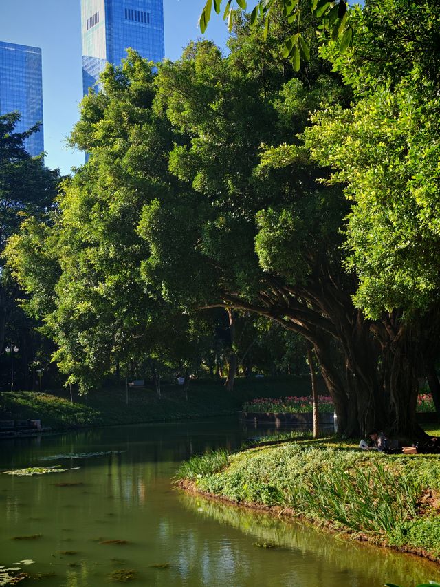 在深圳！想去無數次的公園，原圖不修也很美。