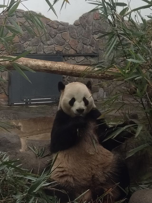 成都，一個來了就不想走的城市