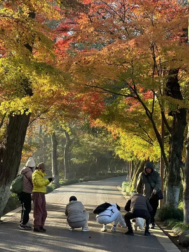 360°森林氧吧雅適（西湖風景名勝區店）