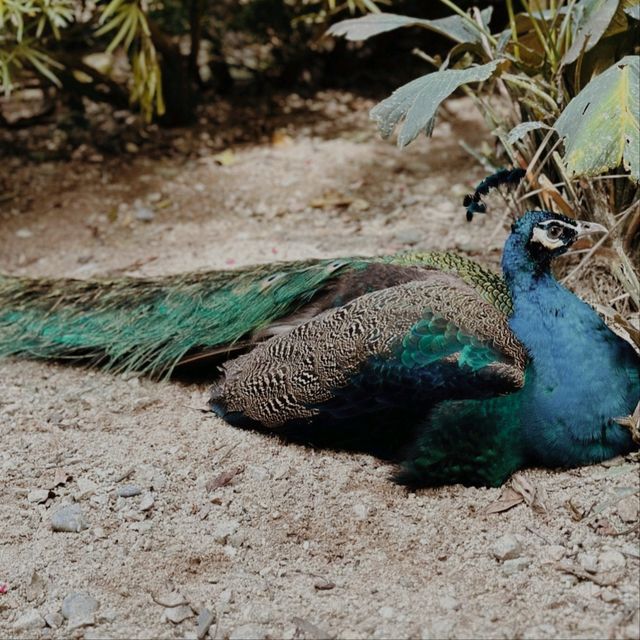 KL Bird Park, Kuala Lumpur