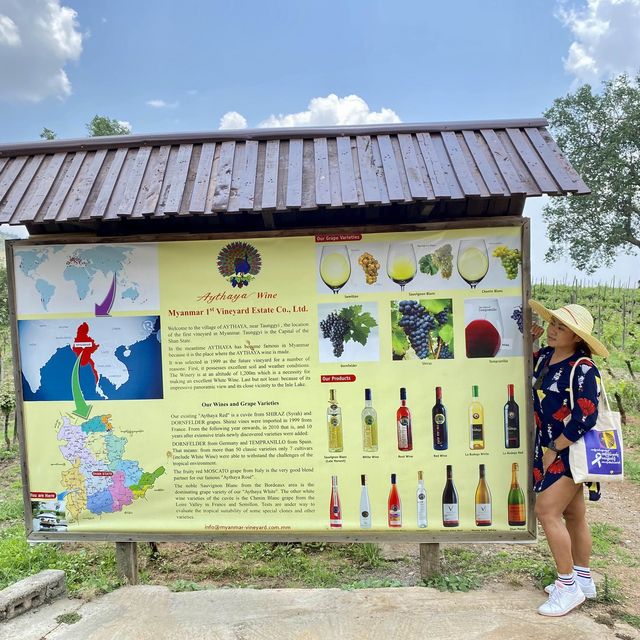 Myanmar 1st Vineyard at Southern Shan State