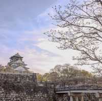 🇯🇵 Osaka castle park | Mesmerizing view of cherry blossom 🌸