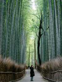 京都嵐山竹林