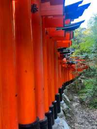 Explore Fushimi Inari Taisha Shrine ⛩️