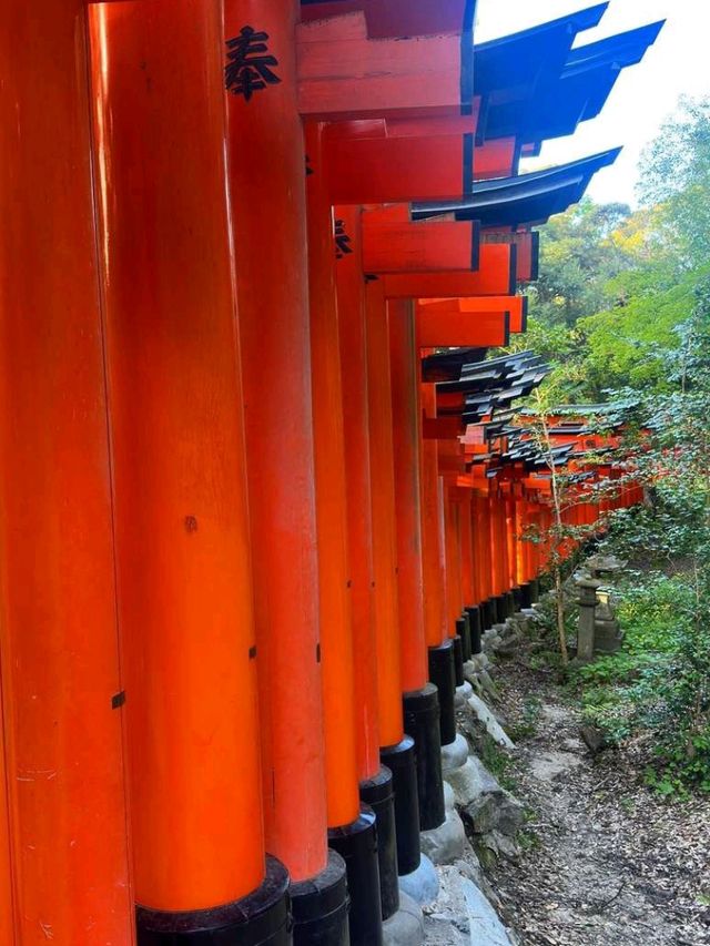 Explore Fushimi Inari Taisha Shrine ⛩️