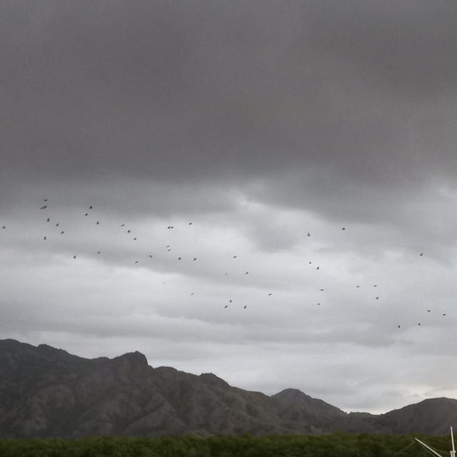 Watch as 300,000 Flying Foxes Cruise Overhead 