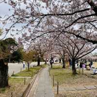 Sakura Magic at Himeji Castle