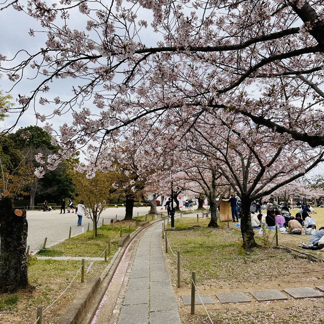 Sakura Magic at Himeji Castle