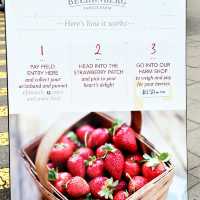 Strawberry Picking experience at Bereenberg 