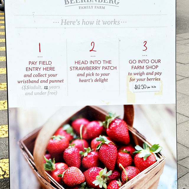 Strawberry Picking experience at Bereenberg 