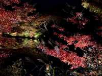 How to make this autumn extraordinarily beautiful! It’s the spectacular night autumn leaves 