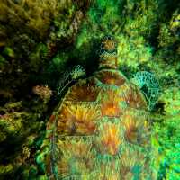 Moalboal 🇵🇭 Snorkeling with Turtles