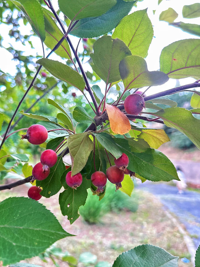 在家門口探索出一片「森林」 | 昌平南口