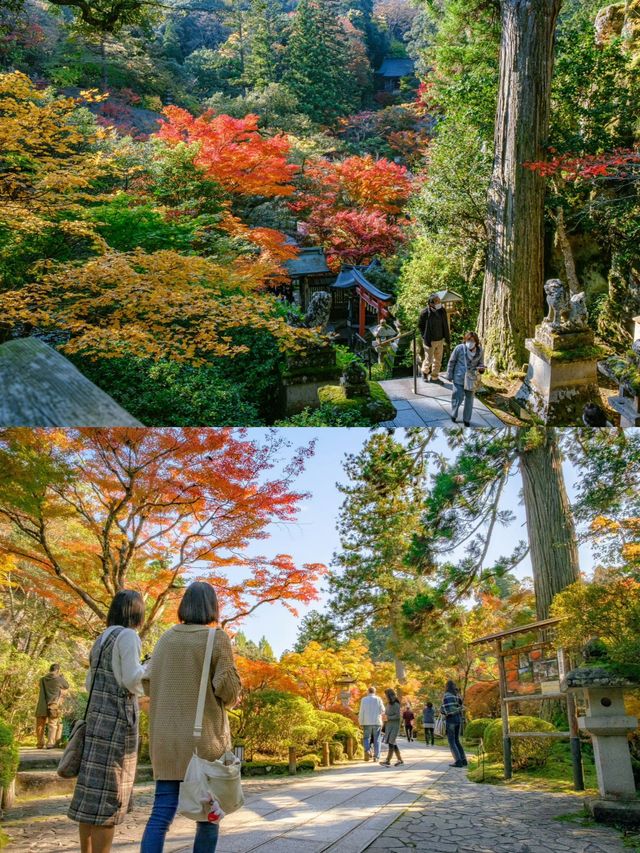 小松那谷寺步行賞楓又到一年好時節。