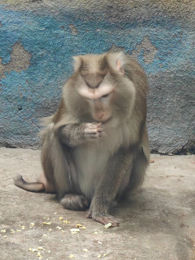 午後的動物們。