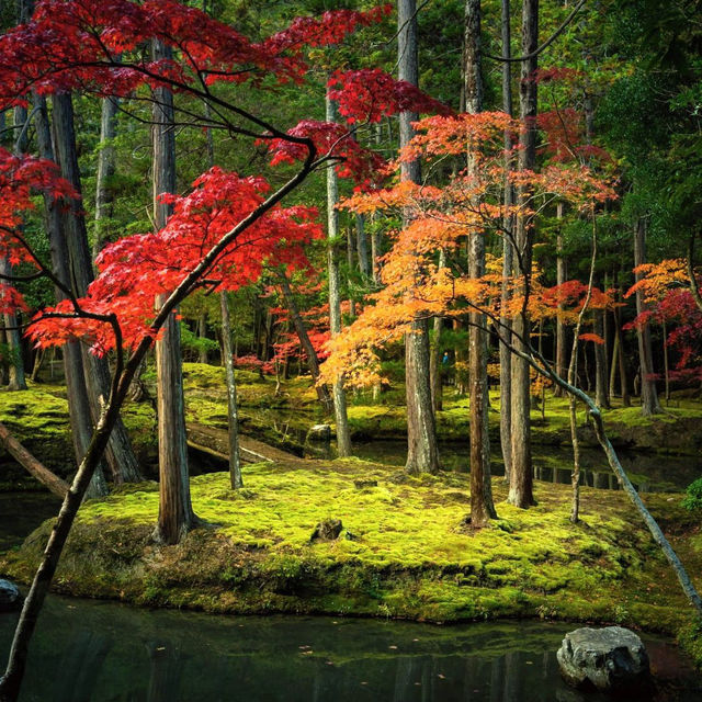 京都西芳寺：禪意深遠的幽靜花園