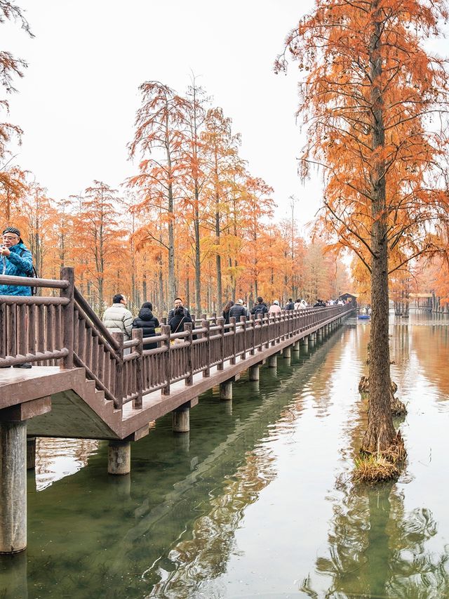 青西郊野公園池杉棧道