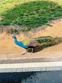 蘭州野生動物園帶你探秘動物樂