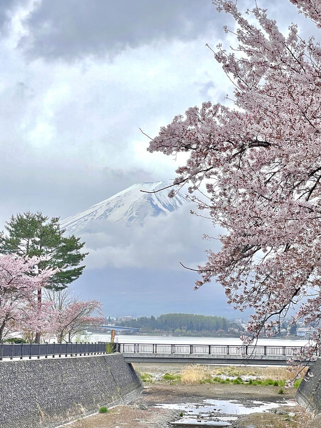 【河口湖畔(北岸)の桜/山梨県】河口湖×富士山×桜