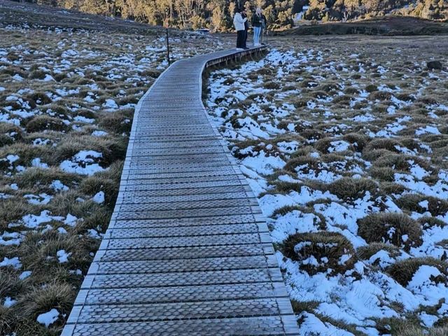 Wombat Spotting Under Cradle Mountain: A Wildlife Adventure!