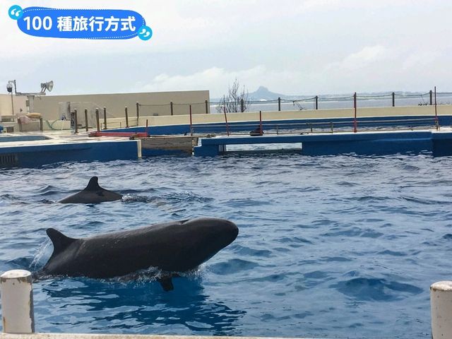 沖繩親子旅行好去處：亞州最大的美麗海水族館