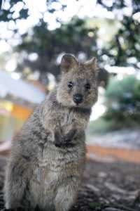 Explore Australia: A Wild Adventure with Unique Wildlife