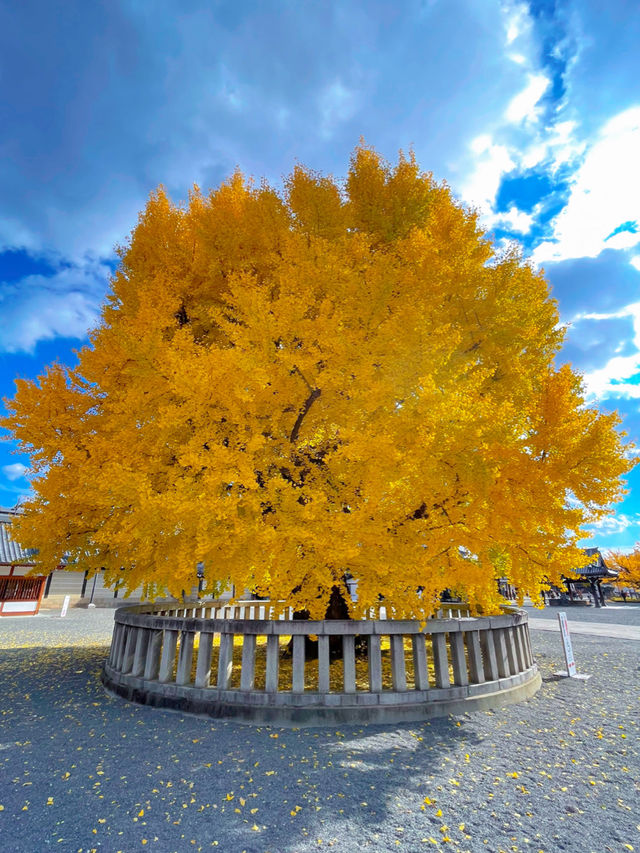 京都の世界遺産・重要文化財の宝庫🥰西本願寺💛🍁大銀杏も見事🥹🍁💛