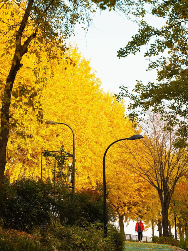 秋日之美：首爾森林公園的靜謐與自然