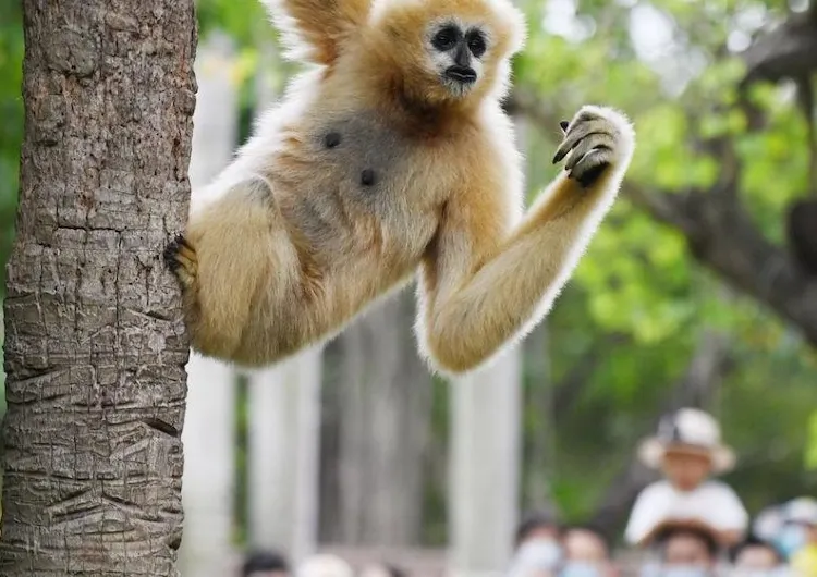 【深圳野生動物園 2024 】深圳動物園攻略、優惠門票、地圖、 4 大園區、表演時間表