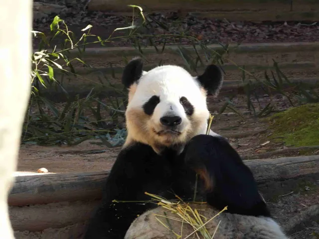 亞特蘭大動物園