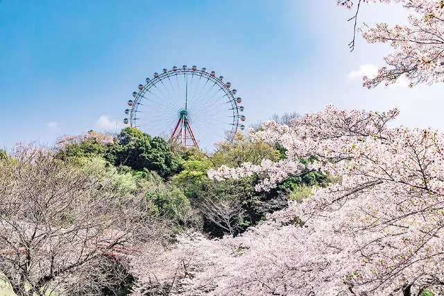 相模湖春季賞櫻花