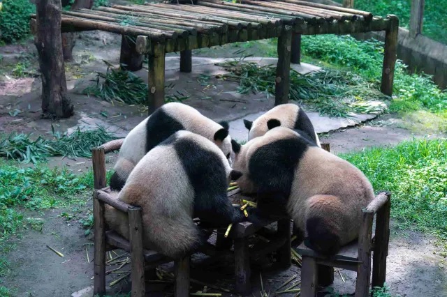 重慶動物園