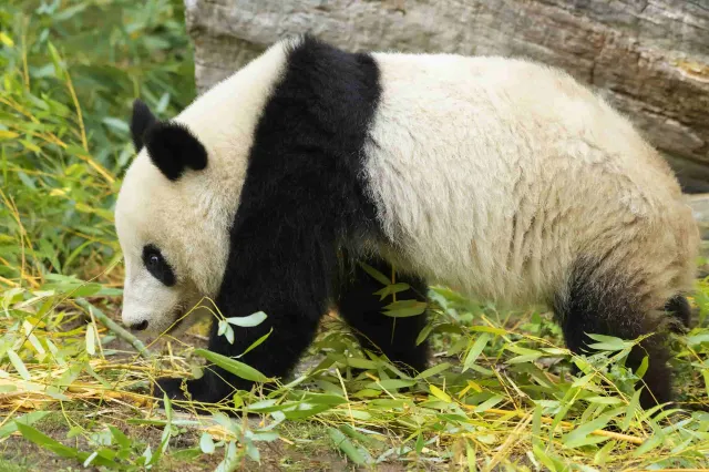 美泉宮動物園