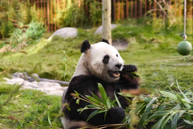 哥本哈根動物園