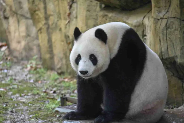 上海野生動物園