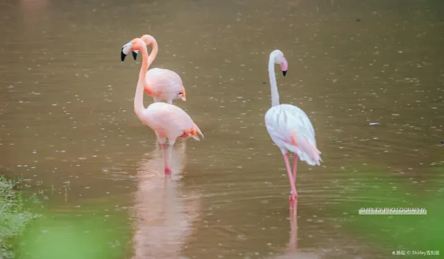 1珍珠野生動物園