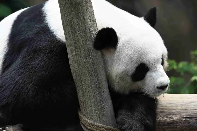 馬來西亞國家動物園