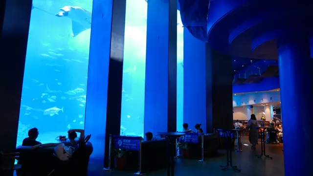 What to eat at Okinawa Churaumi Aquarium