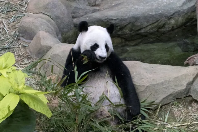 台北景點木柵動物園