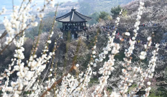 국내 여행 추천 광양 매화마을