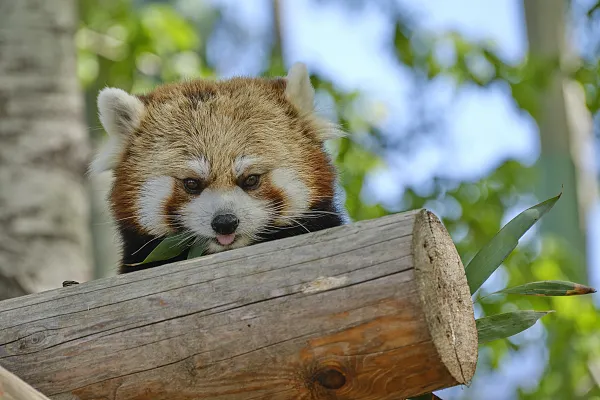 北京野生動物園