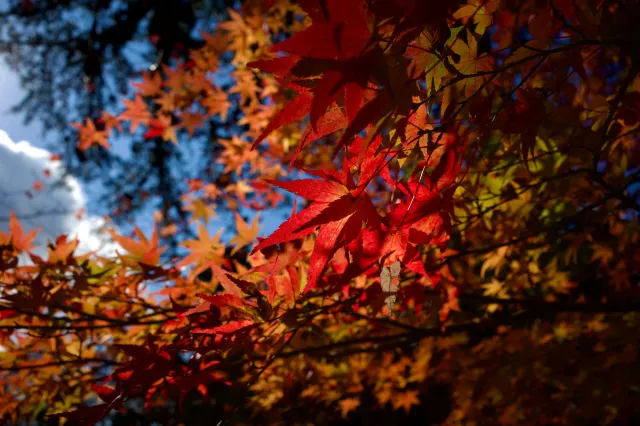 福岡紅葉