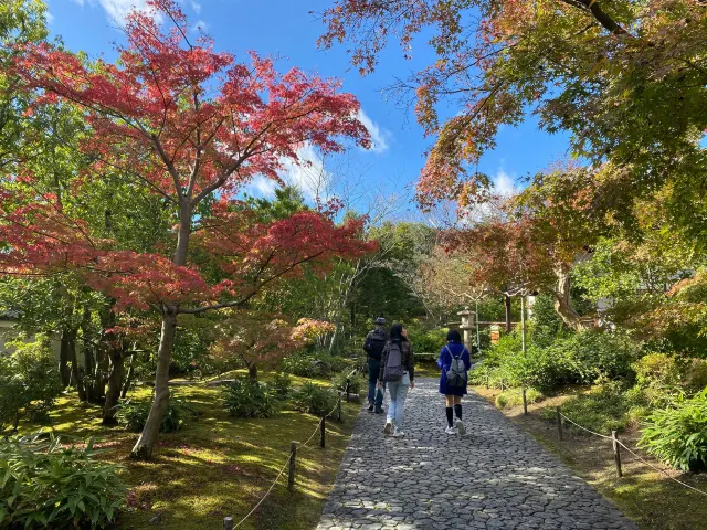 京都楓葉