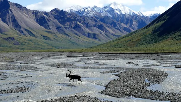 Un caribù nel parco nazionale di Denali