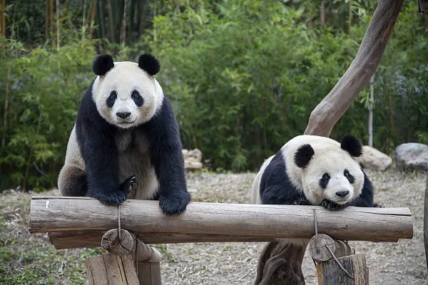 北京動物園