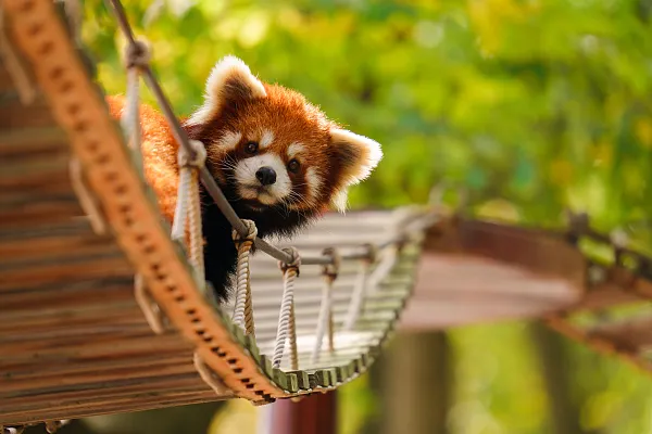 上海野生動物園